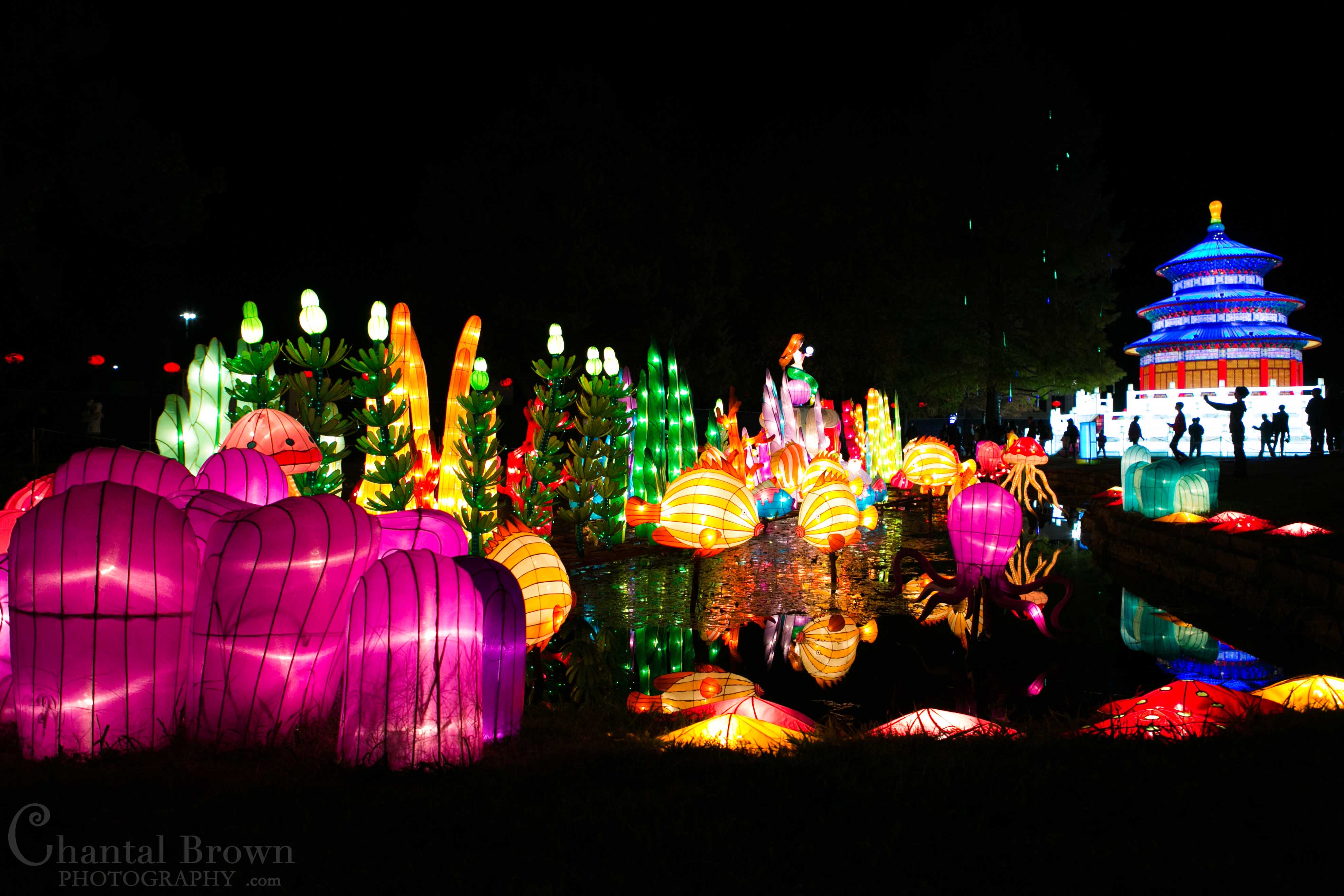 Colorful ocean sea life fish lights at Chinese Lantern Festival in Dallas Fair Park Photographer